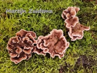 Korstzwammen [Cyphellaceae]